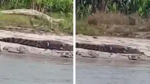 buaya-muncul-di-Subulussalam_pernah-kejar-pencari-ikan.jpg