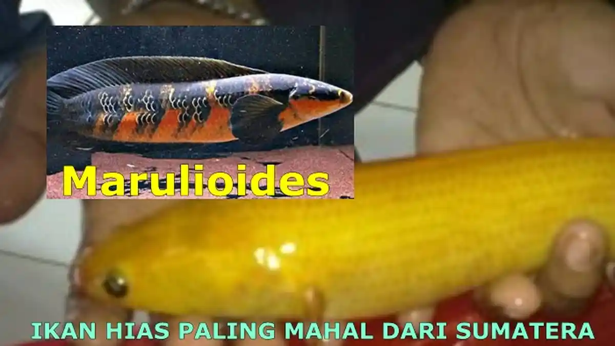 Seharga Motor Ninja, Ikan Gabus Sumatera Diburu Pecinta Ikan Hias, Ikan yang Mengenal Tuannya