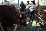 SPG Cantik Layani Pembeli Hewan Kurban di Kandang Sapi Widistia
