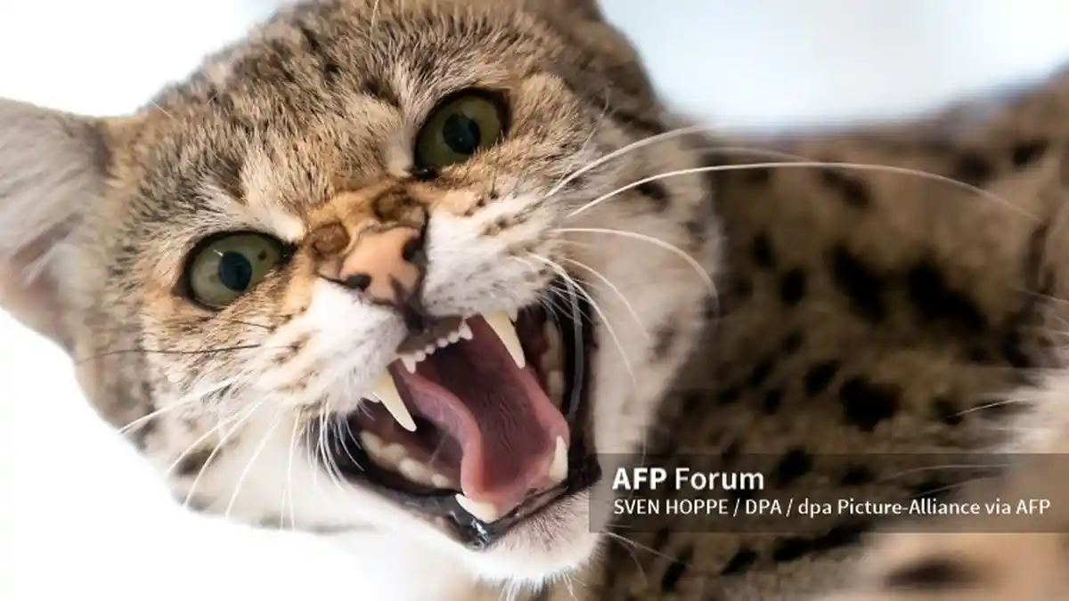 Penyebab Kucing Tidak Mau Makan, Mengapa Kucing Kurang Nafsu Makan?