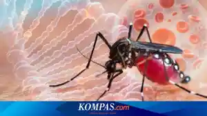 Nyamuk-DBD.jpg