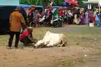 Hendak Disembelih, Sapi Ini Ngambek, Anak Kecil pun Disepak, Begini Tingkah Polahnya