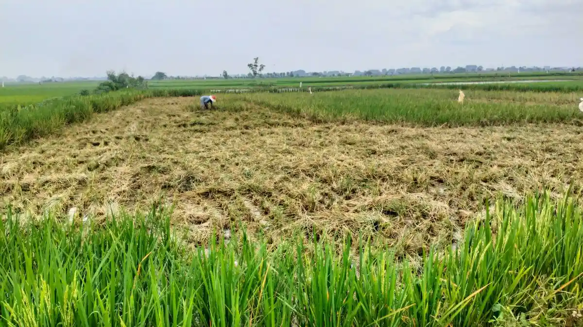Petani di Musi Rawas Pilih Babat Habis Padinya Karena Diserang Hama Tikus