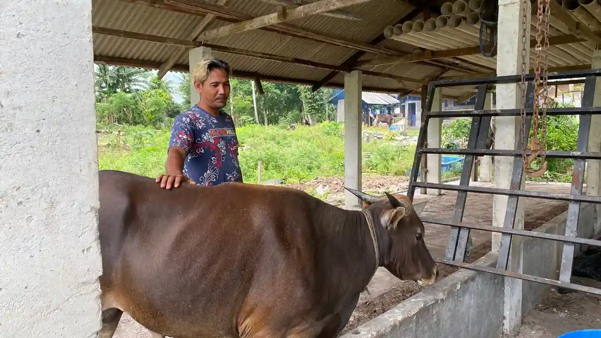 Idul Adha di Karimun Kepri, Pedagang Hewan Kurban Andalkan Natuna dan Bengkulu