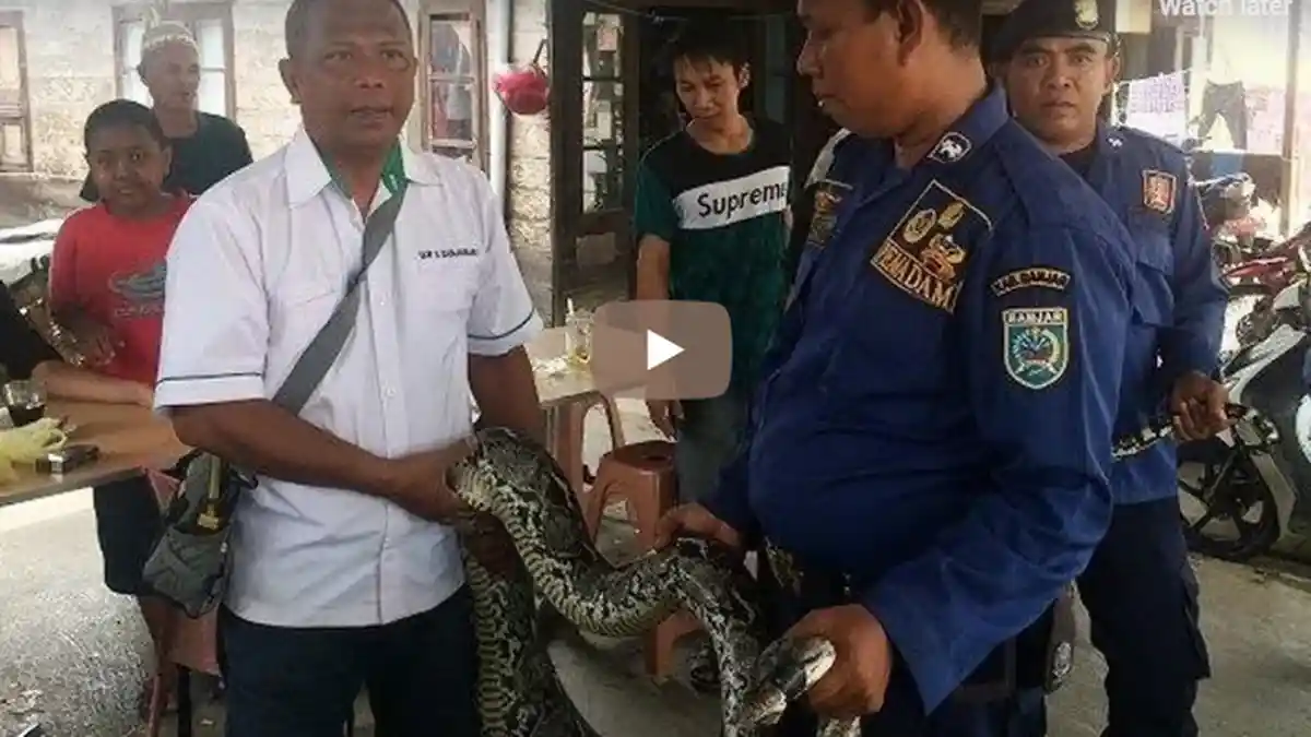 Penemuan Ular Piton Sepanjang Empat Meter di Banjarbaru. Ditangkap Setelah Memangsa Seekor Ayam