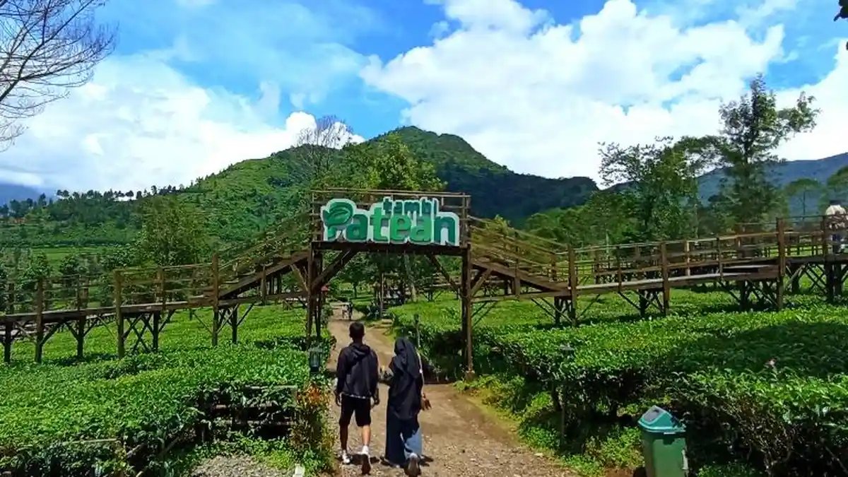 Cuti Bersama Imlek, Wisata Perkebunan Teh Tambi Patean Wonosobo Ramai Pengunjung