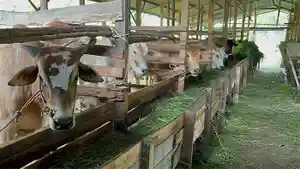hewan-kurban-di-satu-peternakan-yang-ada-di-Kawasan-Rumbai-Kota-Pekanbaru.jpg