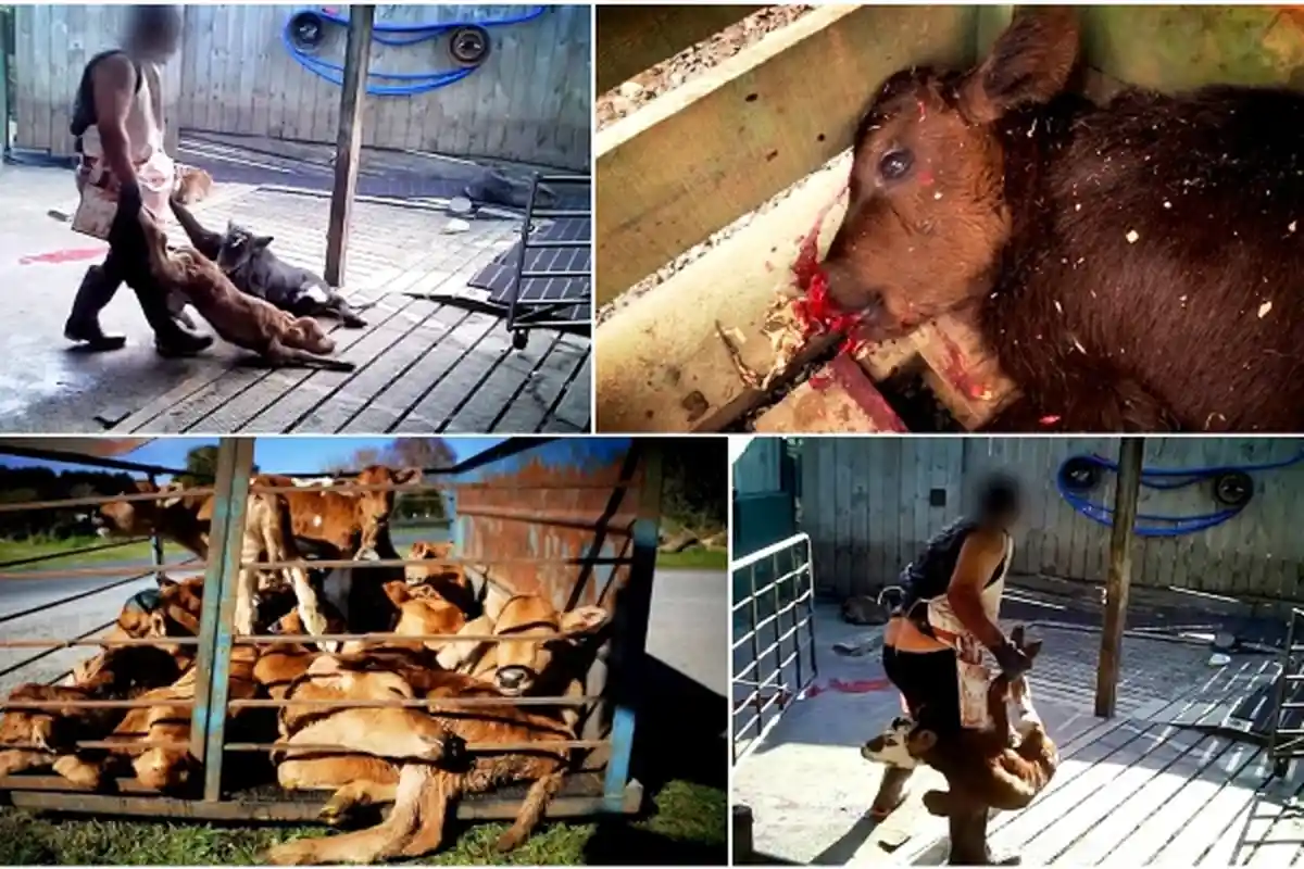 Terungkap, Sisi Kelam Industri Susu Sapi Selandia Baru yang Teramat Kejam