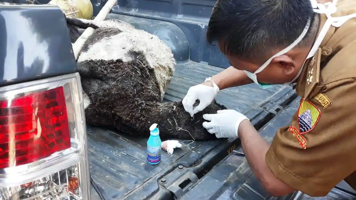 Macan Kumbang Turun Gunung di Sumedang, Puluhan Domba Mati, Semula Dianggap Mati Misterius