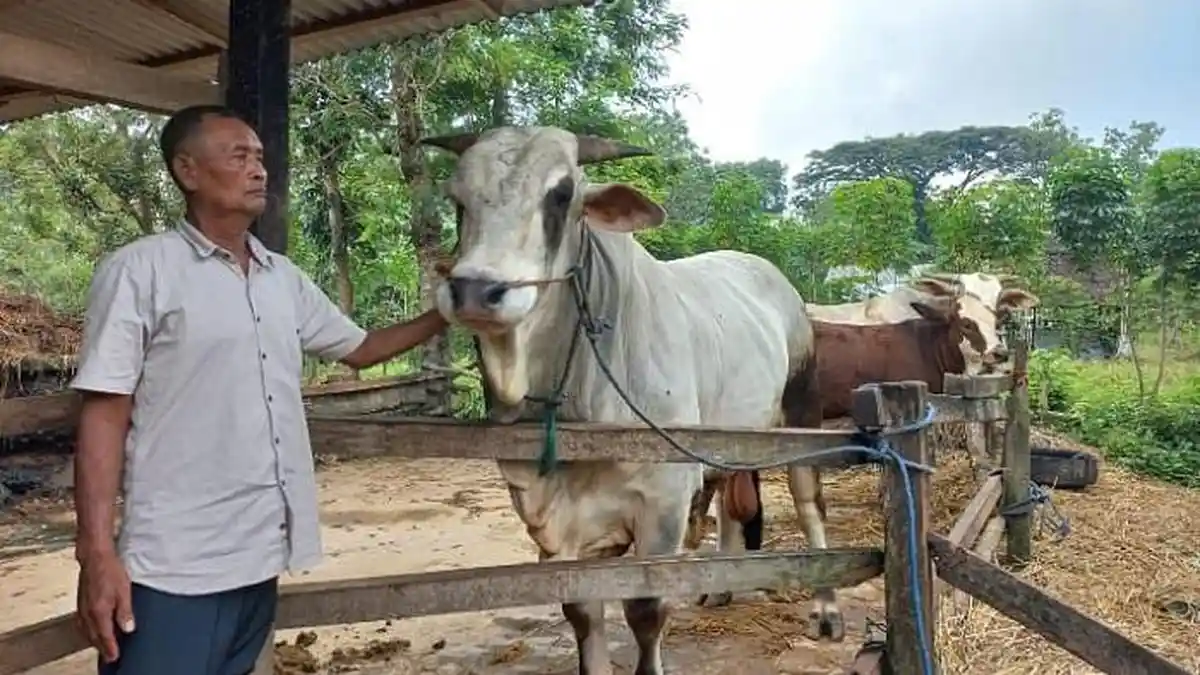 Menengok Seno, Sapi Kurban Presiden Prabowo di Gunungkidul yang Dijaga Ketat 24 Jam