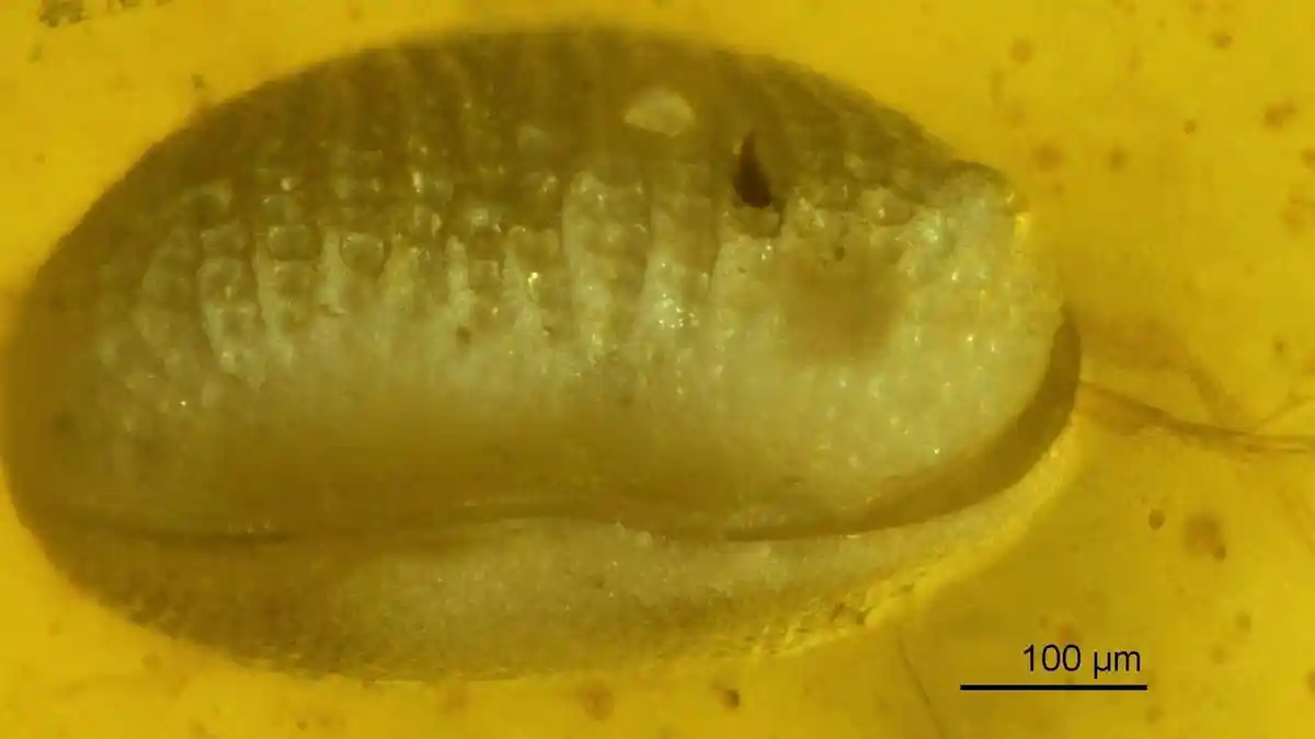 Ilmuwan Temukan Sperma Raksasa Membatu Diprediksi Berusia Lebih dari 100 Juta Tahun Lalu