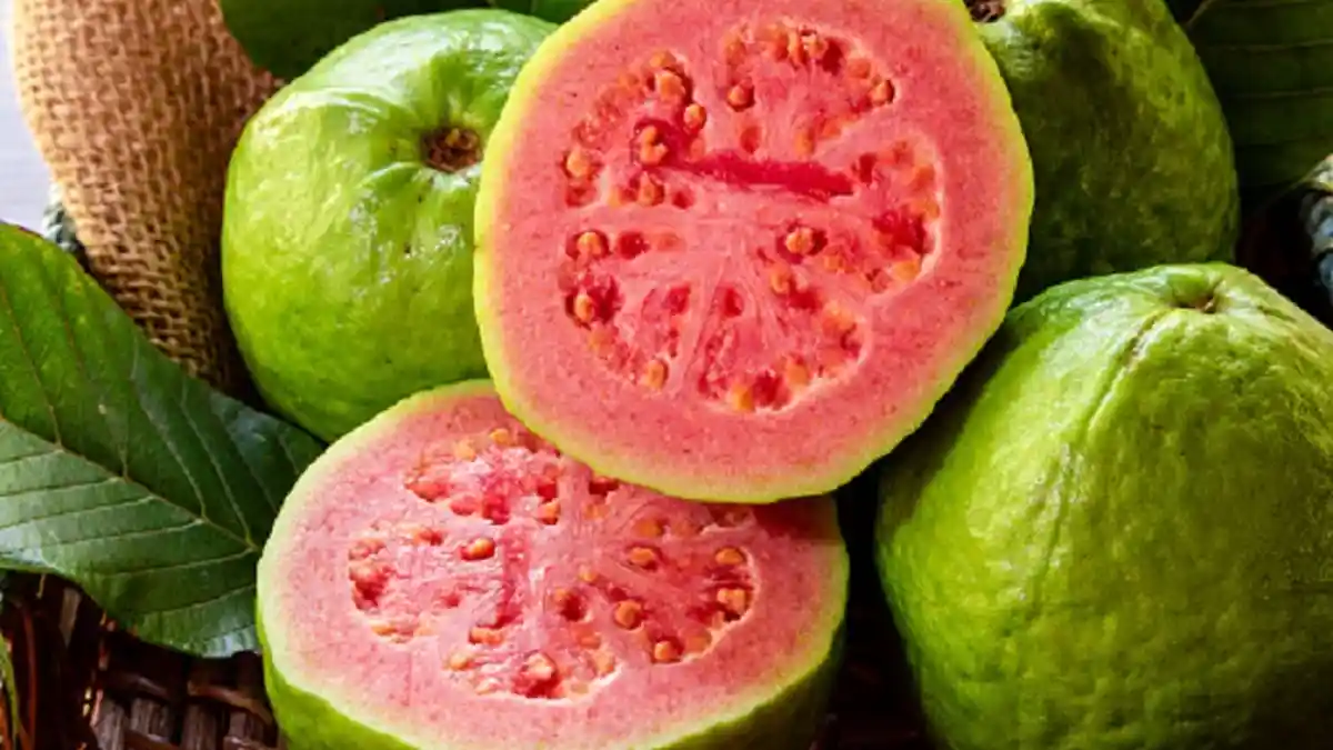 ARTI Mimpi Tentang Jambu Biji, Pertanda Baik! Kerja Keras akan Terbayar hingga Rezeki