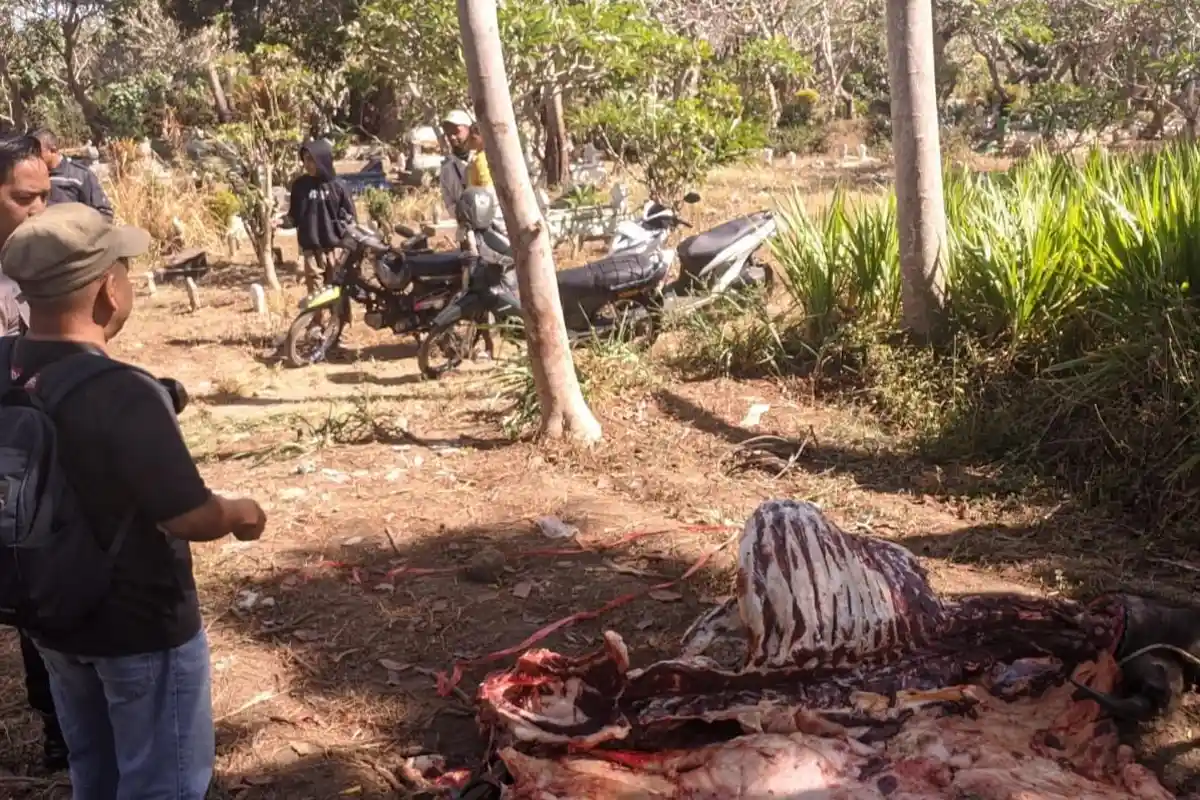 Pencurian Kerbau Lalu Disembelih Resahkan Warga Lumajang, Sasar Ternak Tanpa Penggembala