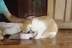 pemilik-memberi-makan-hewan-piaraan-berupa-kucing.jpg