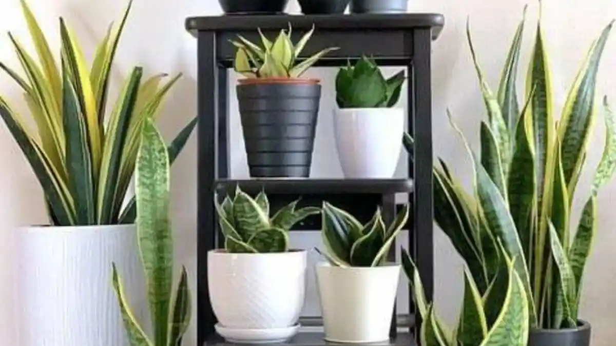 Menguak Fungsi Lidah Mertua dan Peace Lily, Tips Mendekor Tanaman Dalam Rumah