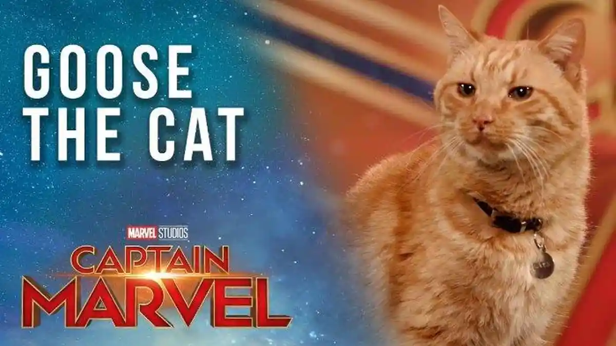 Fakta-Fakta Menarik Goose The Cat, Kucing di Film Captain Marvel, Ikon ...