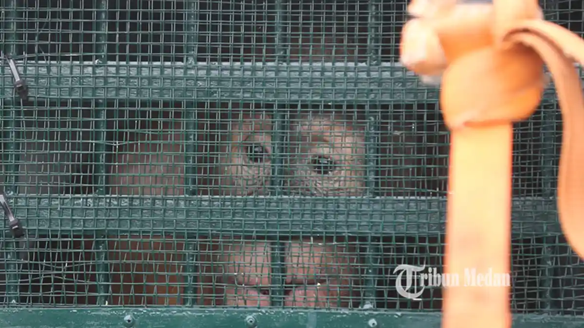 BERITA FOTO Repatriasi Sembilan Orangutan Dari Malaysia Tiba di Bandara Kualanamu Deliserdang