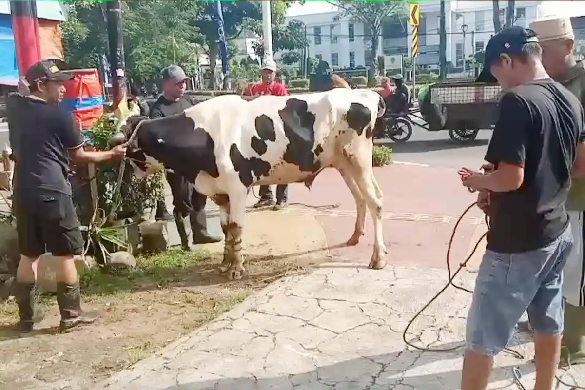 Daging Kurban Idul Adha 2 Organisasi Kepemudaan Relawan Prabowo Dibagi ke Warga Kurang Mampu