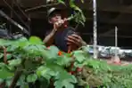 Melihat Budidaya Anggur di Kolong Tol Becakayu