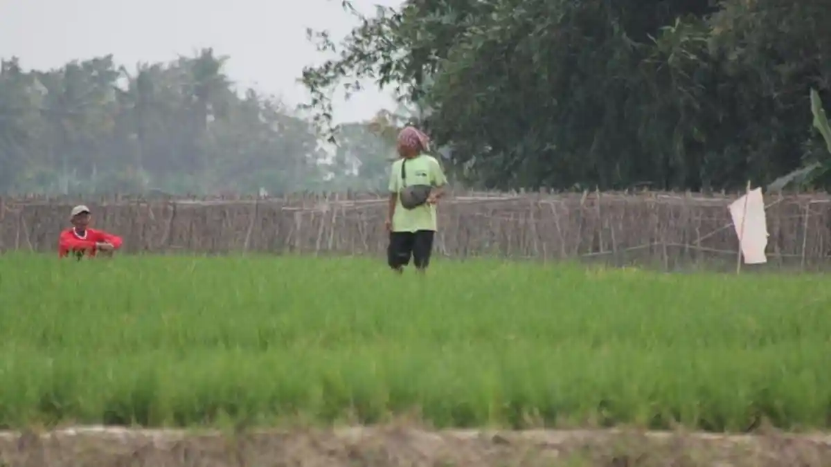 Ancaman Hama Sundep, Petani Trimurjo Lampung tengah Dihantui Risiko Gagal Tanam