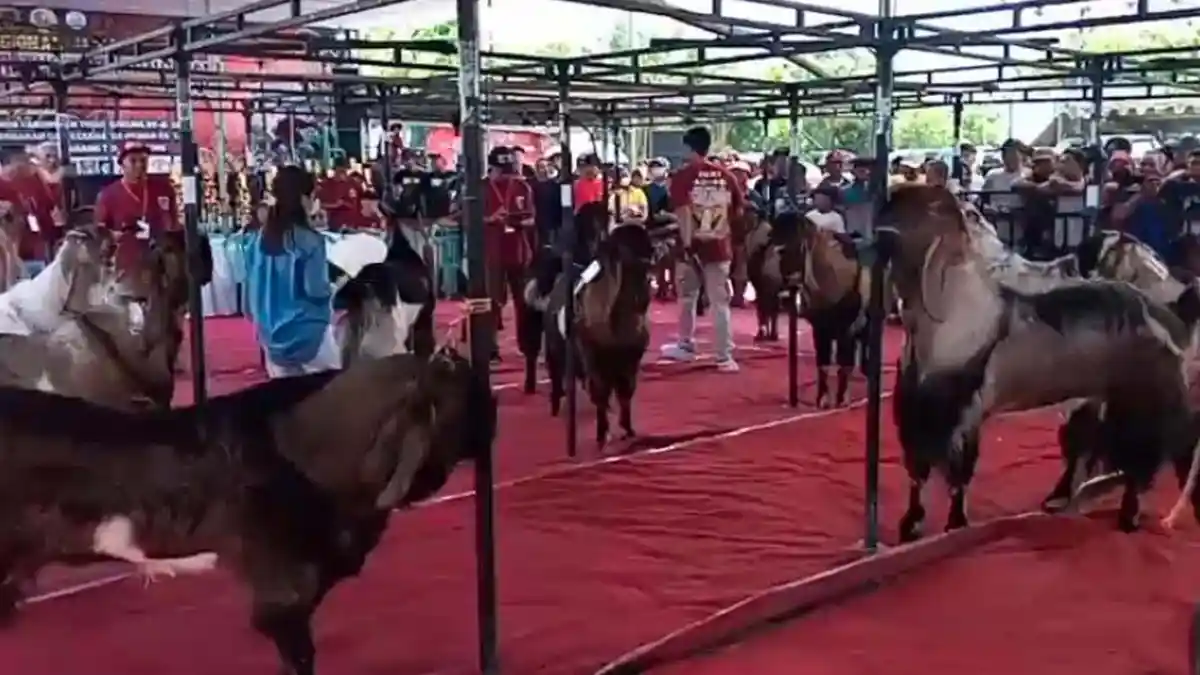 Kontes Kambing Jerabang , Upaya Angkat Sebagai Galur Tulungagung