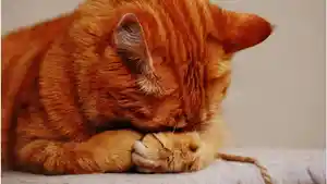 Ilustrasi-kucing-sakit.jpg