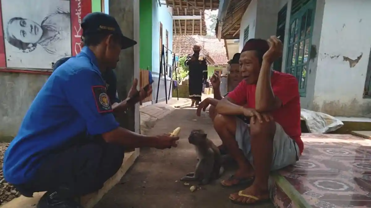 Seekor Monyet Liar Serang Warga dan Acak-acak Warung di Kuningan