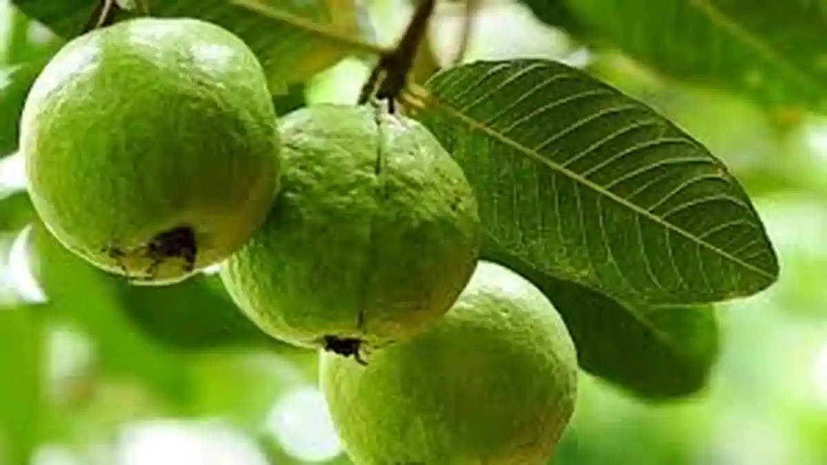 Manfaat Lain yang Belum Anda Ketahui Tentang Air Rebusan Daun Jambu Biji, Kepoin Moms