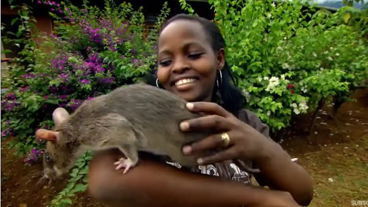 Inilah Tikus Raksasa Pembersih Ranjau Darat di Kamboja dan Afrika ...