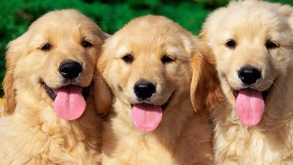 Anjing Ras Bali Lebih Cerdas dan Mudah Dirawat