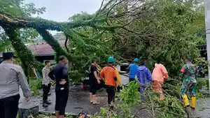 pohon-tumbang-di-sabang-akibat-angin-kencang.jpg