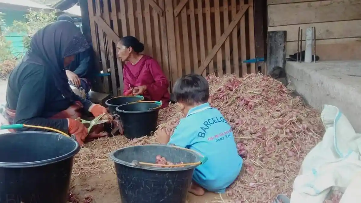 Warga di Aceh Tengah Panen Raya Bawang Merah, Dijual Rp 20 Ribu Per Bambu