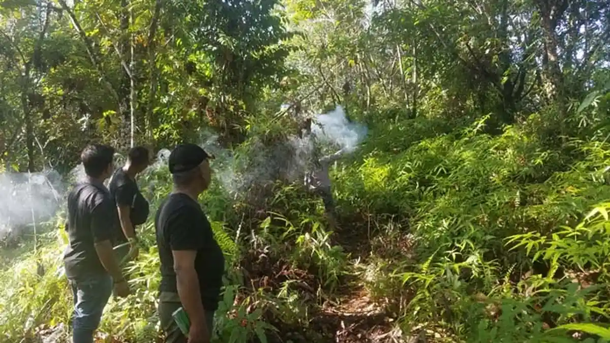 Gajah Amuk Rumah Translok, Sejumlah Warga Mengungsi   