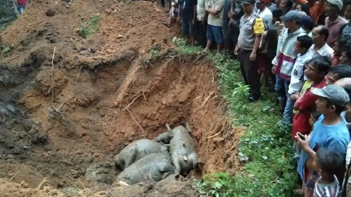 Seorang Pengembala dan 19 Kerbaunya Tewas Tersambar Petir, Seberapa Bahayakah Petir Itu??