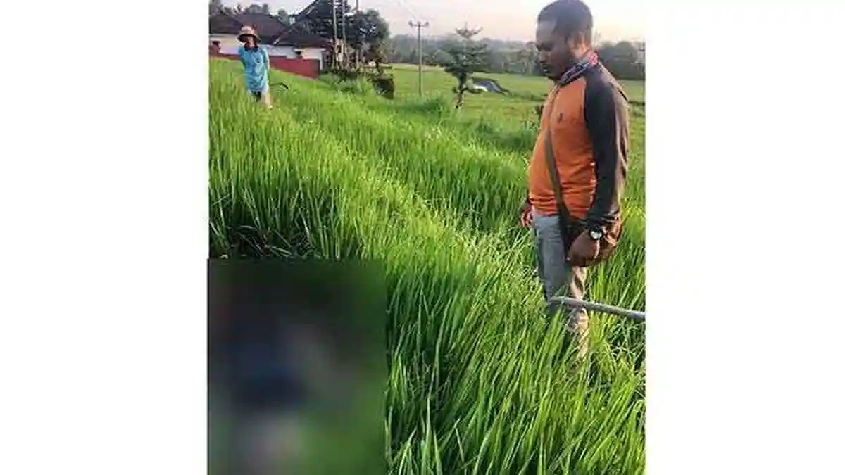 10 Hari Hilang, Jasad Wayan Murjana Membusuk di Tengah Sawah
