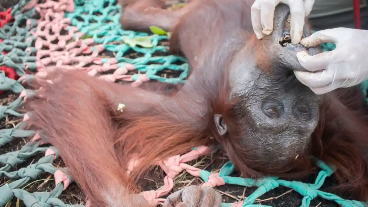 Perubahan Iklim Memburuk, Dua Individu Orangutan 'Terusir' dari Hutan di Kalbar - orang-utan-ketapang-2.jpg