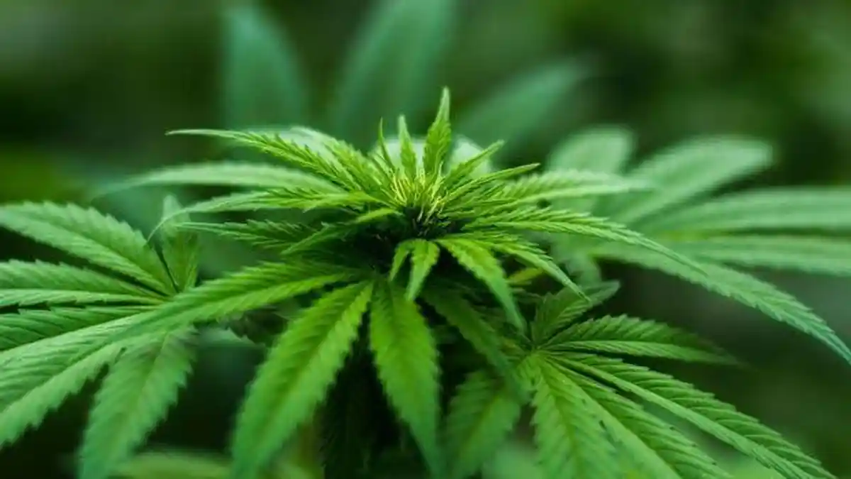 Menkes akan Keluarkan Regulasi Peluang Riset Ganja untuk Medis