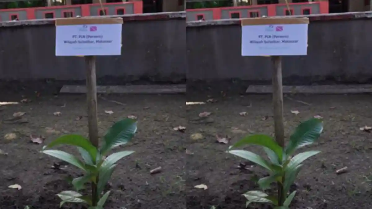 PLN UIW Sulselrabar Beri Bantuan Pohon Endemik di Parepare