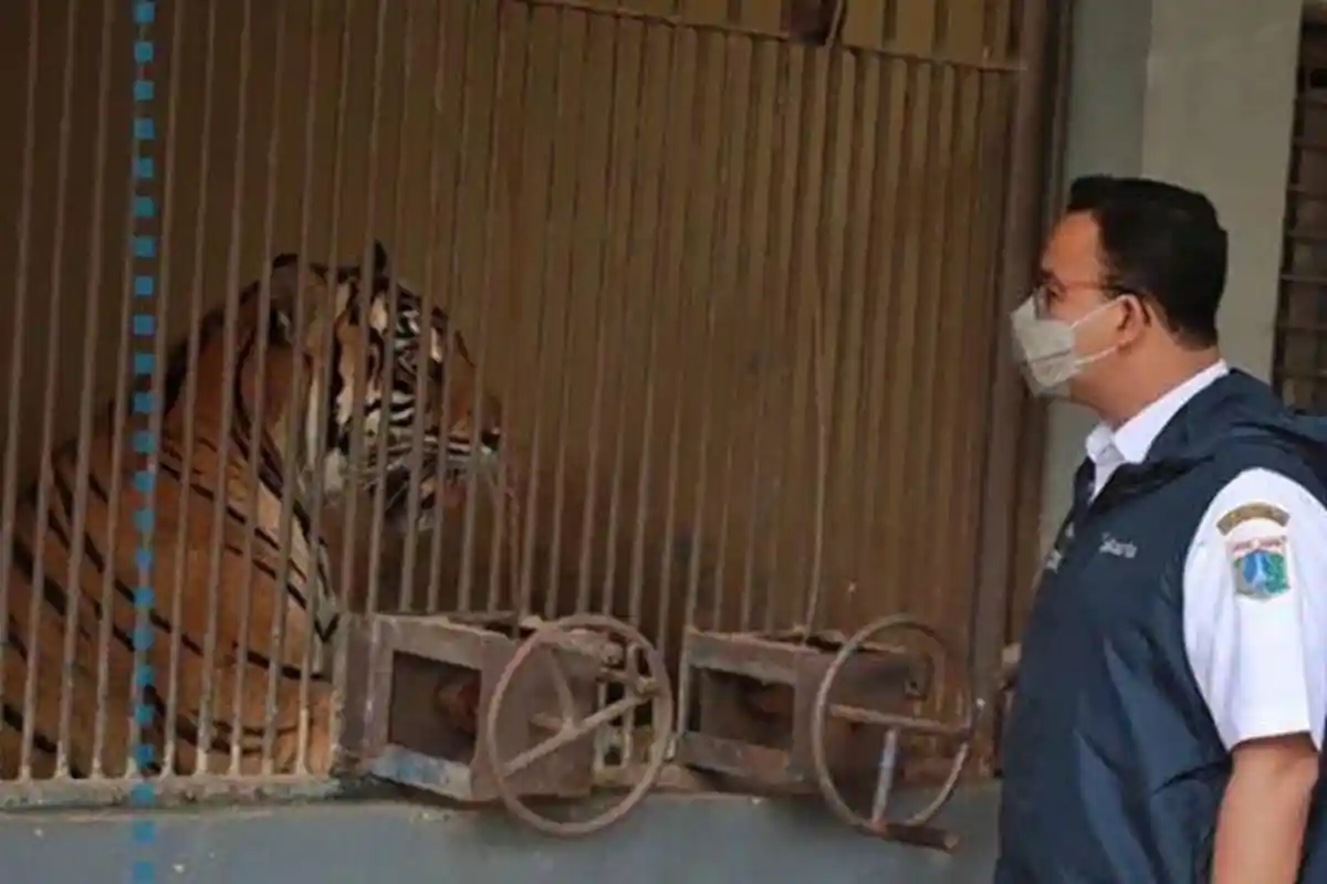 Dua Harimau di Ragunan Positif Corona, Alami Batuk & Sesak Napas, Bonbin Bandung Langsung Siap-siap