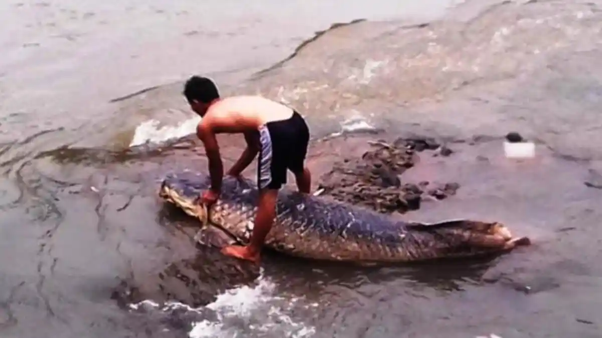VIDEO VIRAL: Ikan Raksasa Seberat 158 Kg Keluar Saat Dipancing di Sungai