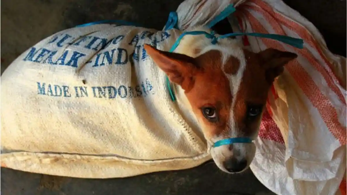Marak Perdagangan Daging Anjing di Jawa Tengah, Ini Bahaya Konsumsi Daging Anjing Bagi Kesehatan