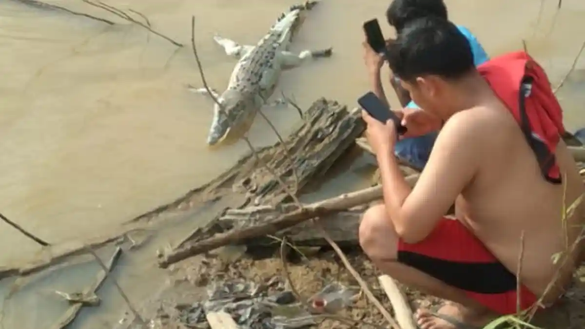 Geger, Warga Sekernan Temukan Buaya Muara Mengambang di Sungai Batanghari