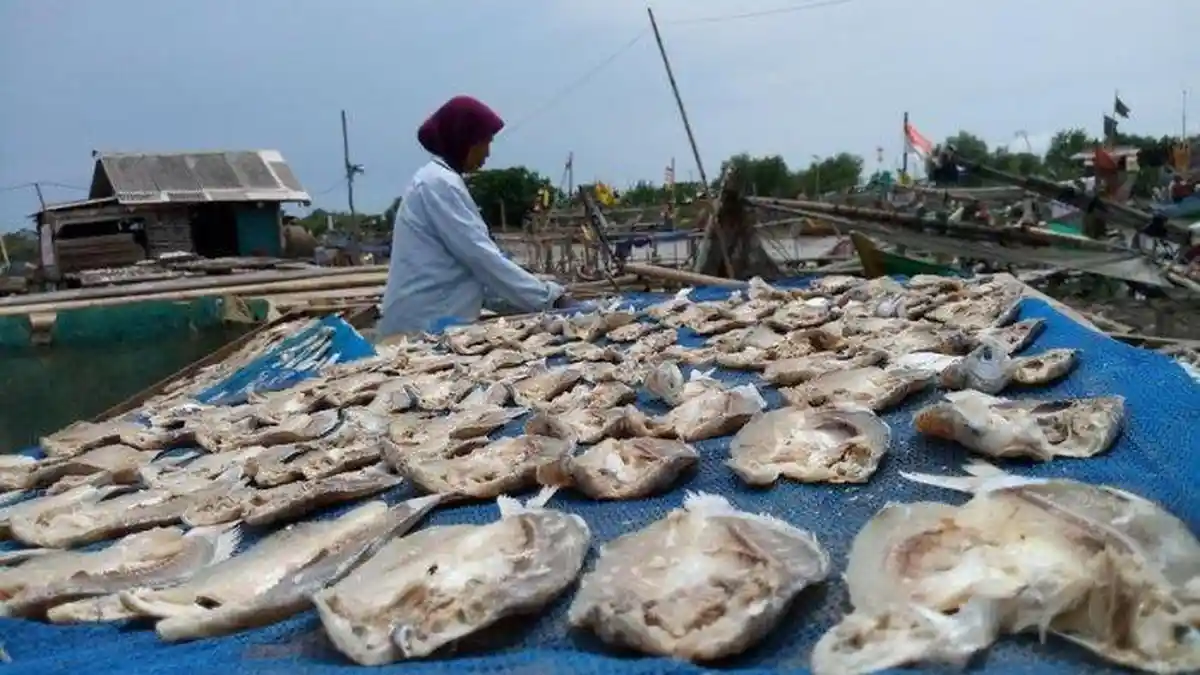 Musim Penghujan Datang, Produksi Ikan Asin di Cirebon Anjlog