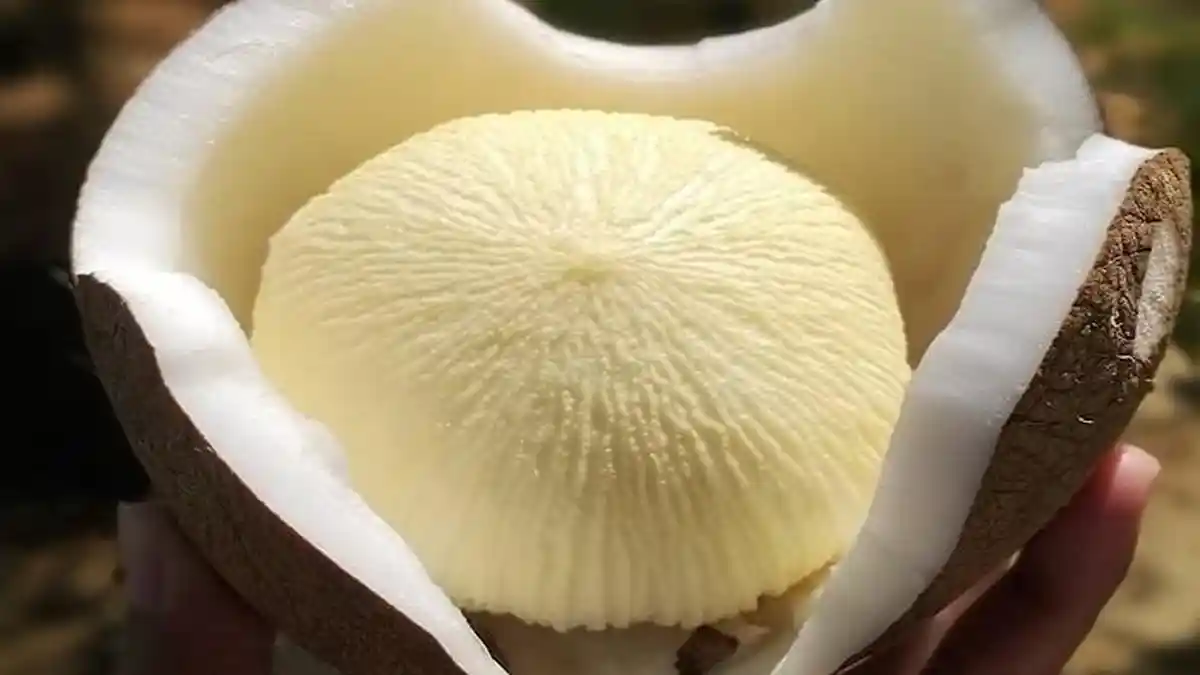 Pernah Makan Kentos Kelapa? Rasanya Ada yang Manis dan Hambar, Manfaatnya Banyak Sekali