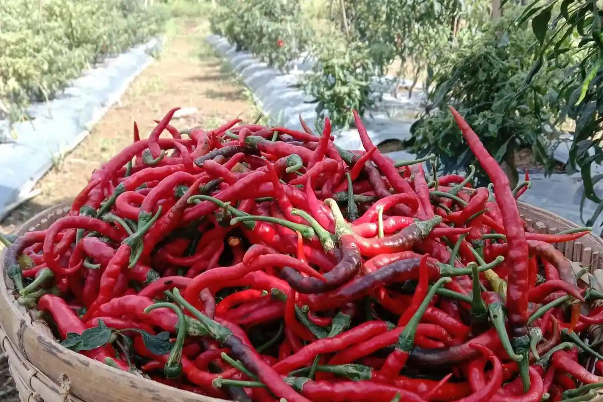 Harga Cabai Merah dan Telur di Bengkulu Selatan Mulai Naik Jelang Akhir Tahun 2022