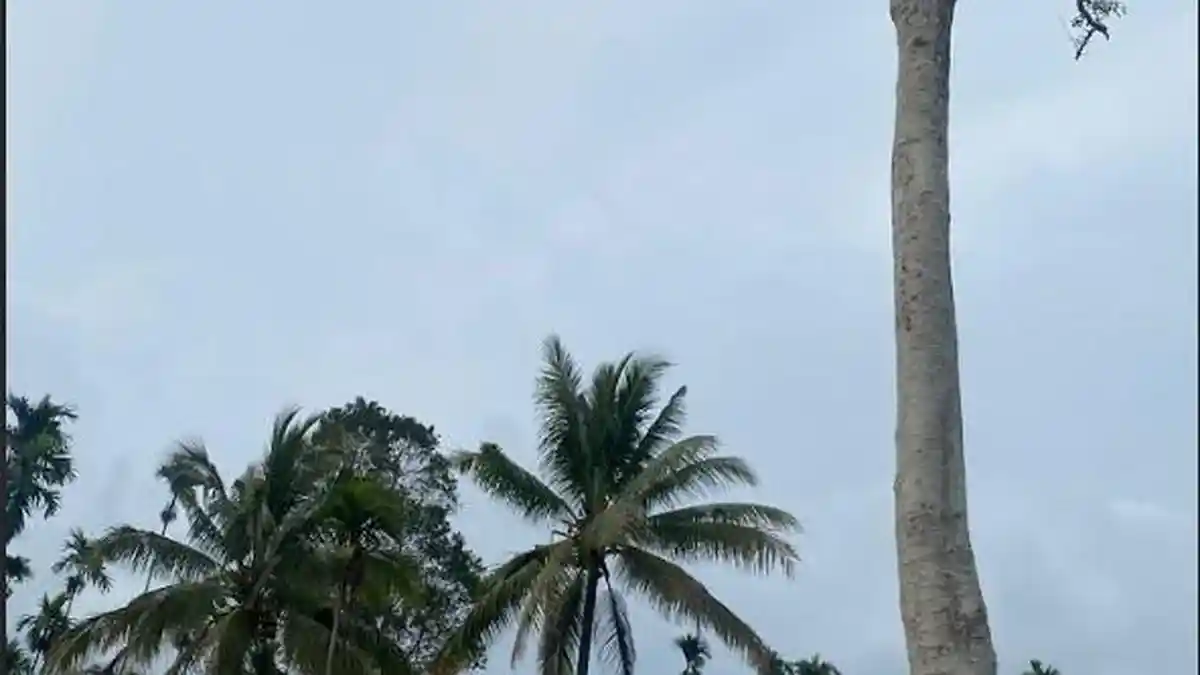 Fenomena Unik di Bondowoso, Ada Pohon Bisa Mengeluarkan Air, Warga: Keluar Setiap Malam