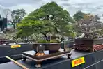 PAMERAN-DAN-KONTES-BONSAI-Pameran-1.jpg