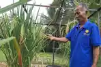 Padi-Sukma-yang-dikembangkan-oleh-Ngateman-Pemkab-Malang.jpg