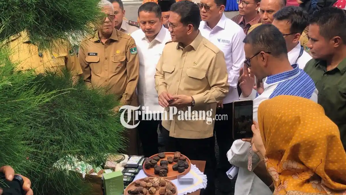 Mendag Dorong Hilirisasi Gambir Sumbar agar Tembus Pasar Baru Lewat Perjanjian Dagang