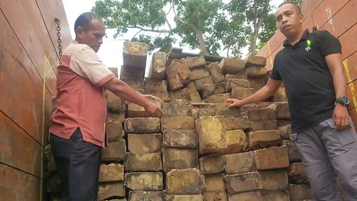 Truk Bermuatan 10 Ton Kayu Damar Diamankan, Sopir dan Pemiliknya Kabur